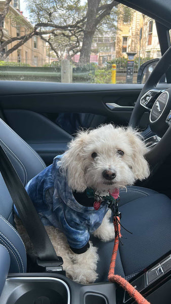 Custom Pet Hoodie