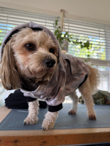 Medium Pet Hoodie