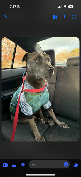 Custom Pet Hoodie